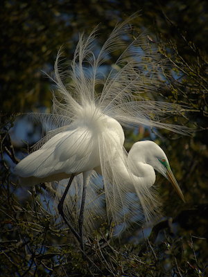 Great Egret in Bloom